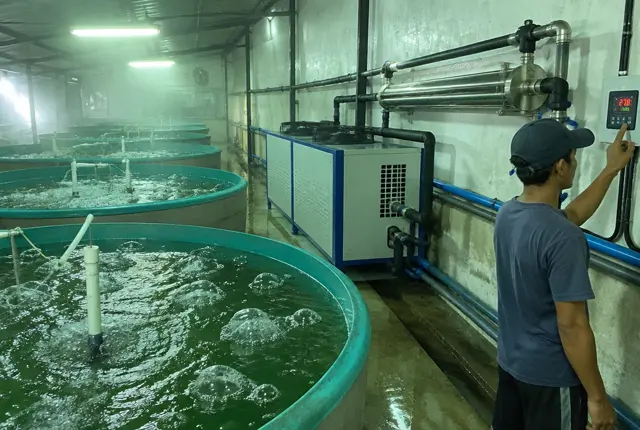 Water chiller titanium untuk tambak udang dan kolam ikan indoor